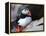 puffin on a ledge-AdventureArt-Framed Premier Image Canvas