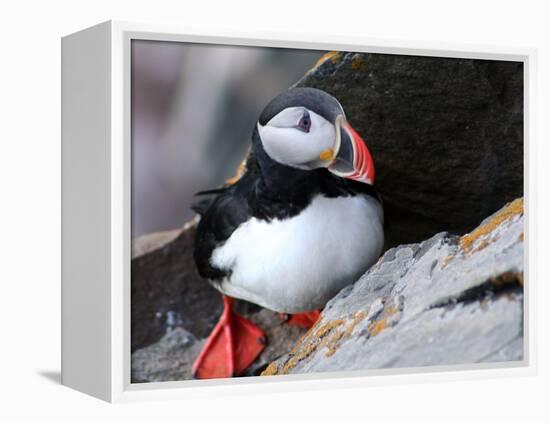 puffin on a ledge-AdventureArt-Framed Premier Image Canvas