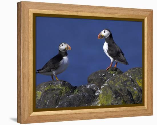 Puffin on Rock, Fratercula Arctica, Isle of May, Scotland, United Kingdom-Steve & Ann Toon-Framed Premier Image Canvas
