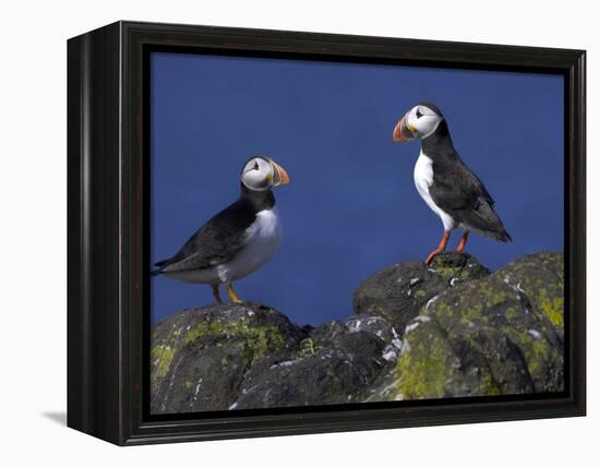 Puffin on Rock, Fratercula Arctica, Isle of May, Scotland, United Kingdom-Steve & Ann Toon-Framed Premier Image Canvas