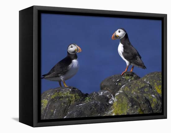 Puffin on Rock, Fratercula Arctica, Isle of May, Scotland, United Kingdom-Steve & Ann Toon-Framed Premier Image Canvas