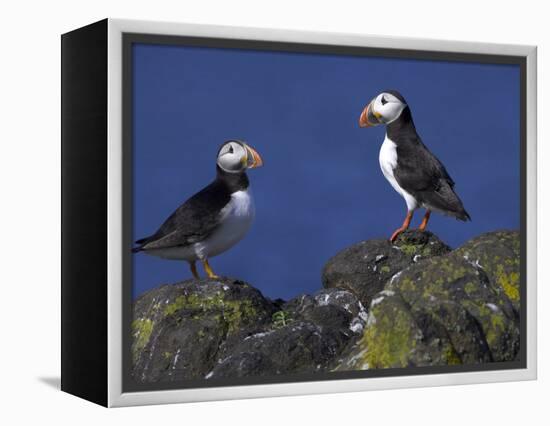 Puffin on Rock, Fratercula Arctica, Isle of May, Scotland, United Kingdom-Steve & Ann Toon-Framed Premier Image Canvas