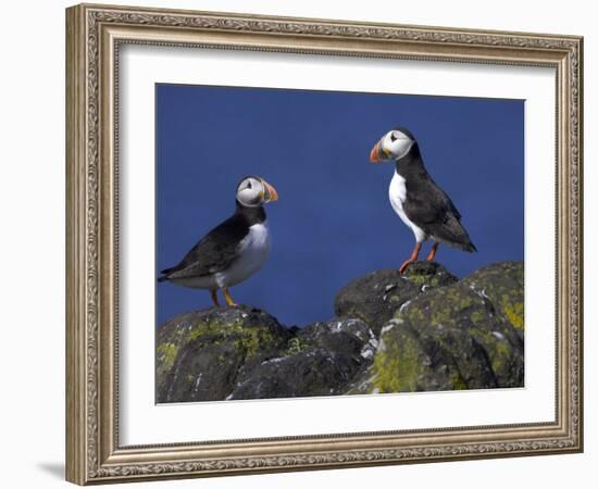 Puffin on Rock, Fratercula Arctica, Isle of May, Scotland, United Kingdom-Steve & Ann Toon-Framed Photographic Print
