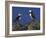 Puffin on Rock, Fratercula Arctica, Isle of May, Scotland, United Kingdom-Steve & Ann Toon-Framed Photographic Print