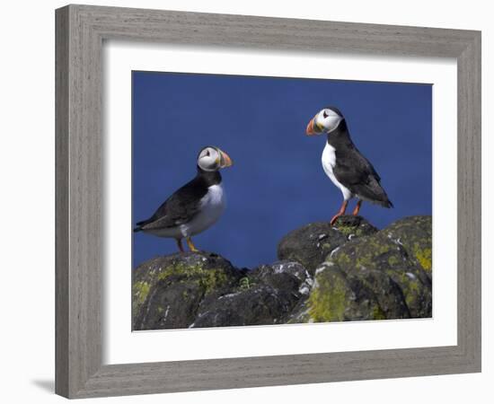 Puffin on Rock, Fratercula Arctica, Isle of May, Scotland, United Kingdom-Steve & Ann Toon-Framed Photographic Print