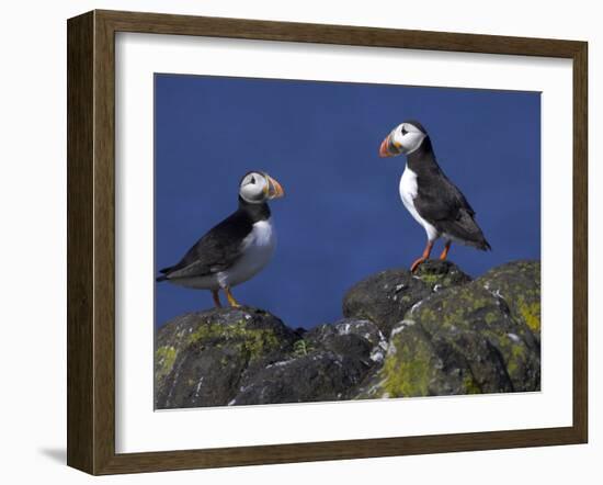Puffin on Rock, Fratercula Arctica, Isle of May, Scotland, United Kingdom-Steve & Ann Toon-Framed Photographic Print