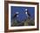 Puffin on Rock, Fratercula Arctica, Isle of May, Scotland, United Kingdom-Steve & Ann Toon-Framed Photographic Print