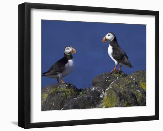 Puffin on Rock, Fratercula Arctica, Isle of May, Scotland, United Kingdom-Steve & Ann Toon-Framed Photographic Print