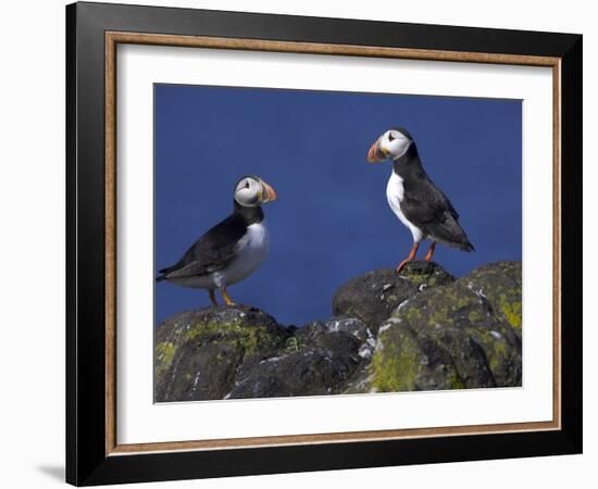 Puffin on Rock, Fratercula Arctica, Isle of May, Scotland, United Kingdom-Steve & Ann Toon-Framed Photographic Print