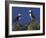 Puffin on Rock, Fratercula Arctica, Isle of May, Scotland, United Kingdom-Steve & Ann Toon-Framed Photographic Print