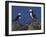 Puffin on Rock, Fratercula Arctica, Isle of May, Scotland, United Kingdom-Steve & Ann Toon-Framed Photographic Print