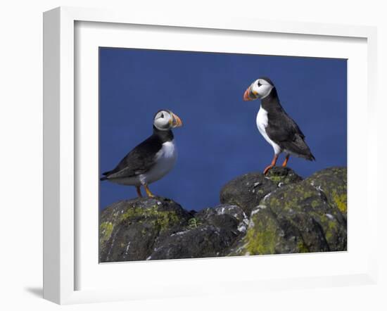 Puffin on Rock, Fratercula Arctica, Isle of May, Scotland, United Kingdom-Steve & Ann Toon-Framed Photographic Print