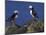 Puffin on Rock, Fratercula Arctica, Isle of May, Scotland, United Kingdom-Steve & Ann Toon-Mounted Photographic Print