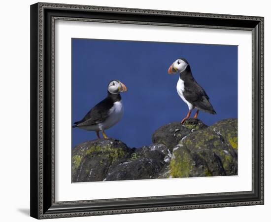 Puffin on Rock, Fratercula Arctica, Isle of May, Scotland, United Kingdom-Steve & Ann Toon-Framed Photographic Print