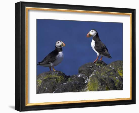 Puffin on Rock, Fratercula Arctica, Isle of May, Scotland, United Kingdom-Steve & Ann Toon-Framed Photographic Print