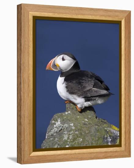 Puffin on Rock, Fratercula Arctica, Isle of May, Scotland, United Kingdom-Steve & Ann Toon-Framed Premier Image Canvas