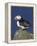 Puffin on Rock, Fratercula Arctica, Isle of May, Scotland, United Kingdom-Steve & Ann Toon-Framed Premier Image Canvas