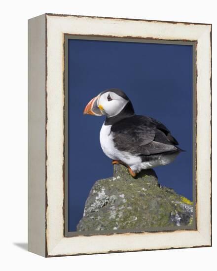 Puffin on Rock, Fratercula Arctica, Isle of May, Scotland, United Kingdom-Steve & Ann Toon-Framed Premier Image Canvas