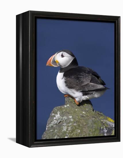 Puffin on Rock, Fratercula Arctica, Isle of May, Scotland, United Kingdom-Steve & Ann Toon-Framed Premier Image Canvas