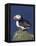 Puffin on Rock, Fratercula Arctica, Isle of May, Scotland, United Kingdom-Steve & Ann Toon-Framed Premier Image Canvas