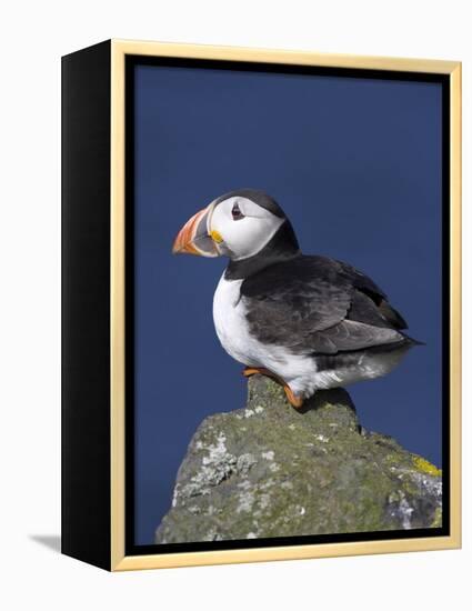 Puffin on Rock, Fratercula Arctica, Isle of May, Scotland, United Kingdom-Steve & Ann Toon-Framed Premier Image Canvas