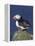 Puffin on Rock, Fratercula Arctica, Isle of May, Scotland, United Kingdom-Steve & Ann Toon-Framed Premier Image Canvas