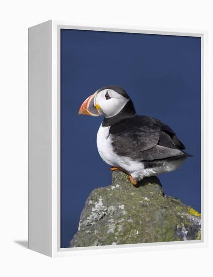 Puffin on Rock, Fratercula Arctica, Isle of May, Scotland, United Kingdom-Steve & Ann Toon-Framed Premier Image Canvas