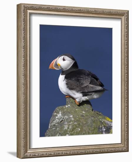 Puffin on Rock, Fratercula Arctica, Isle of May, Scotland, United Kingdom-Steve & Ann Toon-Framed Photographic Print