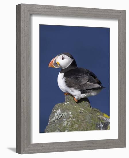 Puffin on Rock, Fratercula Arctica, Isle of May, Scotland, United Kingdom-Steve & Ann Toon-Framed Photographic Print