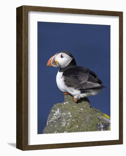 Puffin on Rock, Fratercula Arctica, Isle of May, Scotland, United Kingdom-Steve & Ann Toon-Framed Photographic Print