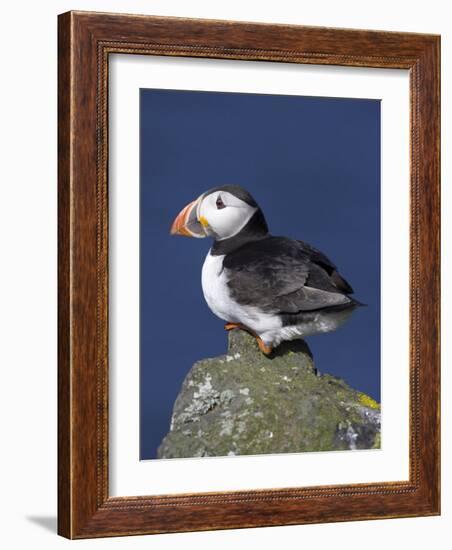 Puffin on Rock, Fratercula Arctica, Isle of May, Scotland, United Kingdom-Steve & Ann Toon-Framed Photographic Print