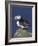 Puffin on Rock, Fratercula Arctica, Isle of May, Scotland, United Kingdom-Steve & Ann Toon-Framed Photographic Print