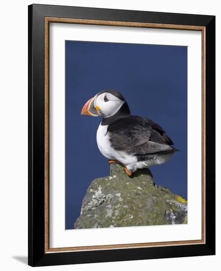 Puffin on Rock, Fratercula Arctica, Isle of May, Scotland, United Kingdom-Steve & Ann Toon-Framed Photographic Print