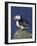 Puffin on Rock, Fratercula Arctica, Isle of May, Scotland, United Kingdom-Steve & Ann Toon-Framed Photographic Print