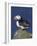 Puffin on Rock, Fratercula Arctica, Isle of May, Scotland, United Kingdom-Steve & Ann Toon-Framed Photographic Print