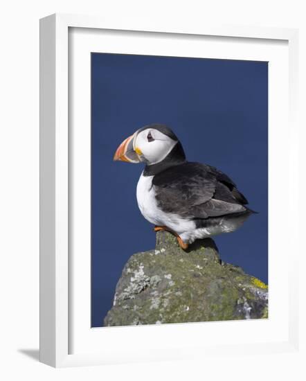 Puffin on Rock, Fratercula Arctica, Isle of May, Scotland, United Kingdom-Steve & Ann Toon-Framed Photographic Print