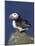 Puffin on Rock, Fratercula Arctica, Isle of May, Scotland, United Kingdom-Steve & Ann Toon-Mounted Photographic Print