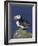 Puffin on Rock, Fratercula Arctica, Isle of May, Scotland, United Kingdom-Steve & Ann Toon-Framed Photographic Print