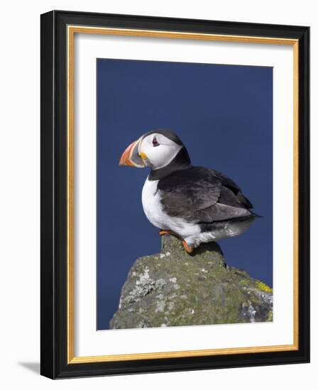 Puffin on Rock, Fratercula Arctica, Isle of May, Scotland, United Kingdom-Steve & Ann Toon-Framed Photographic Print