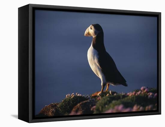 Puffin on Sea Cliffs, Scotland-Mark Hannaford-Framed Premier Image Canvas