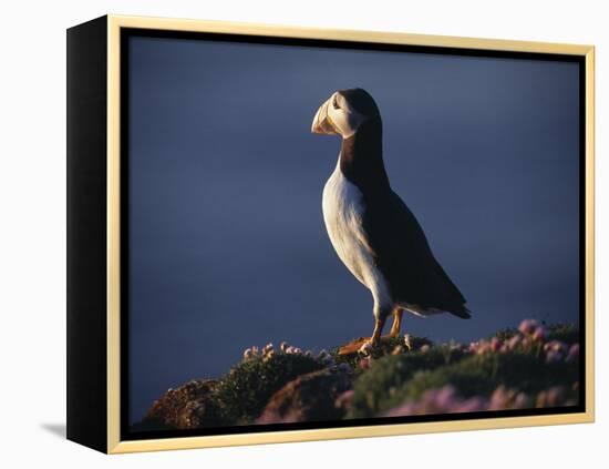 Puffin on Sea Cliffs, Scotland-Mark Hannaford-Framed Premier Image Canvas