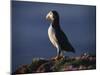 Puffin on Sea Cliffs, Scotland-Mark Hannaford-Mounted Photographic Print