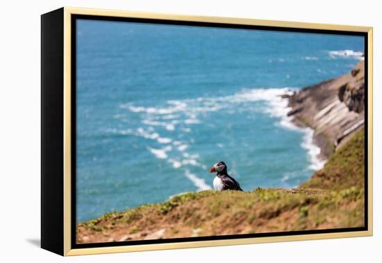 Puffin on Skomer Island, Pembrokeshire, Wales, United Kingdom, Europe-Derek Phillips-Framed Premier Image Canvas