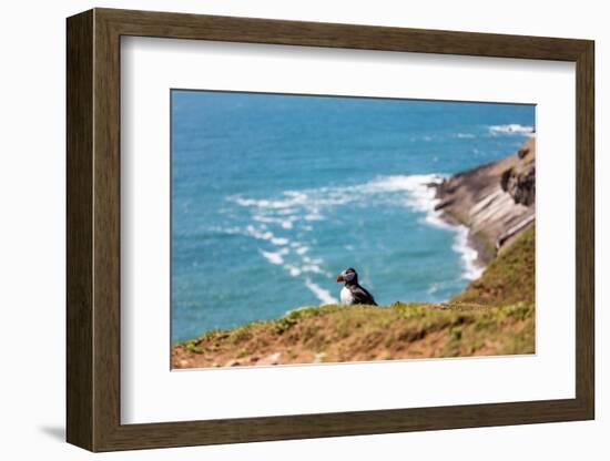 Puffin on Skomer Island, Pembrokeshire, Wales, United Kingdom, Europe-Derek Phillips-Framed Photographic Print