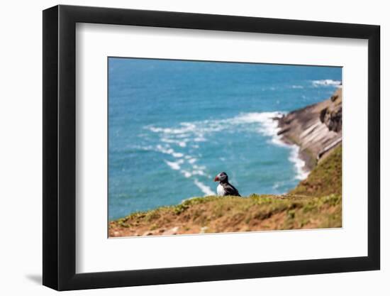 Puffin on Skomer Island, Pembrokeshire, Wales, United Kingdom, Europe-Derek Phillips-Framed Photographic Print