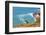 Puffin on Skomer Island, Pembrokeshire, Wales, United Kingdom, Europe-Derek Phillips-Framed Photographic Print