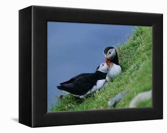 Puffin Pair (Fratercula Artica) Billing, Shetland Islands, Scotland, UK, Europe-David Tipling-Framed Premier Image Canvas