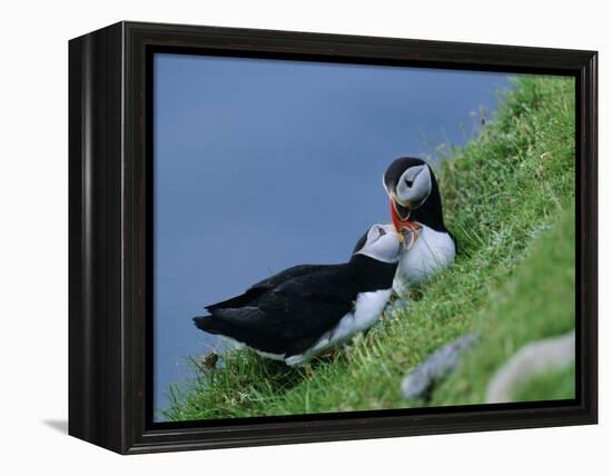 Puffin Pair (Fratercula Artica) Billing, Shetland Islands, Scotland, UK, Europe-David Tipling-Framed Premier Image Canvas