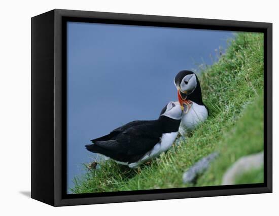 Puffin Pair (Fratercula Artica) Billing, Shetland Islands, Scotland, UK, Europe-David Tipling-Framed Premier Image Canvas