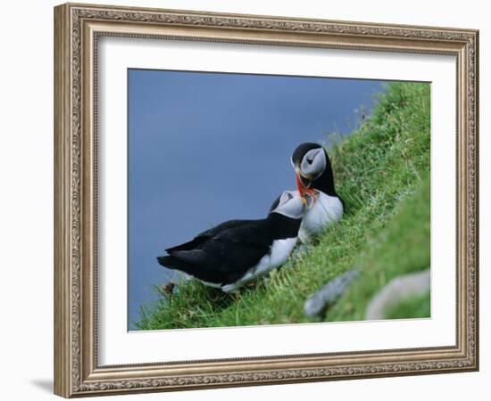 Puffin Pair (Fratercula Artica) Billing, Shetland Islands, Scotland, UK, Europe-David Tipling-Framed Photographic Print